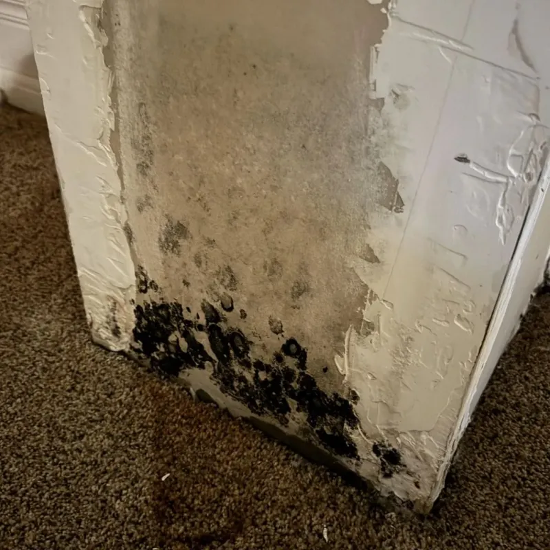 Professional Mold Removal in Gruver, TX